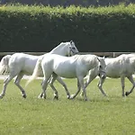 Szálloda Elegans Brdo Kranj